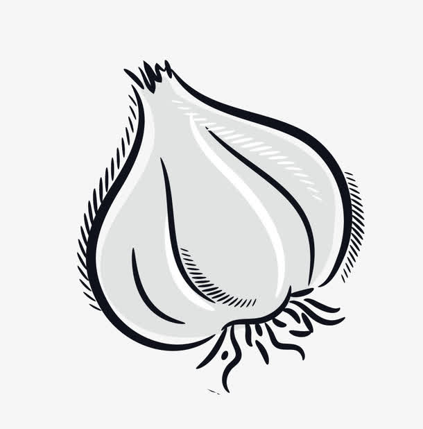 手绘白色蒜头免抠