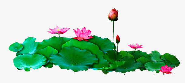 荷花 荷叶装饰图案免抠