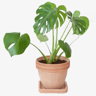 大型龟背竹免抠