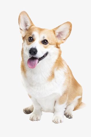 宠物狗狗免扣免抠