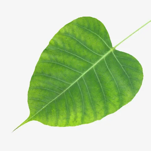 一片菩提树绿叶图片素材免抠