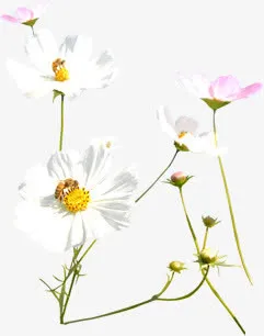 春天唯美彩色花朵免抠