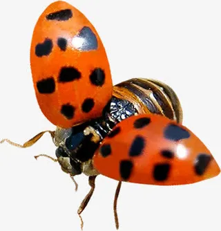 红色卡通瓢虫创意免抠