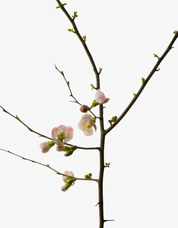 樱花树枝免抠