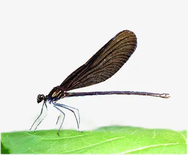 漂亮的蜻蜓素材图片免抠