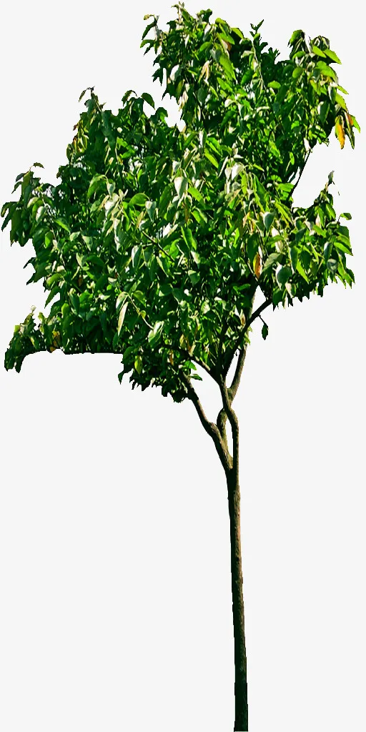 柿子1免扣素材免抠