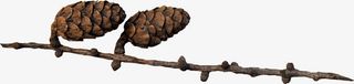 棕色树枝松果免抠
