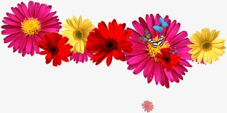 粉色高清国庆节花朵免抠