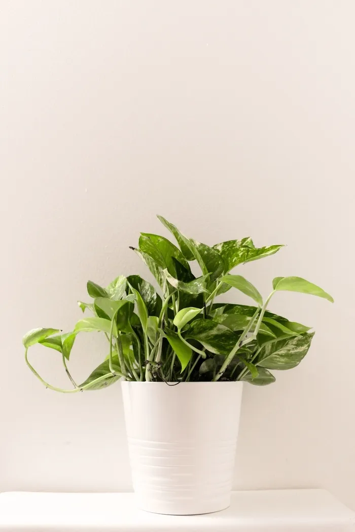 植物风格背景高清