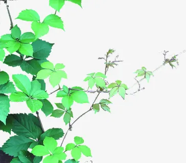 春天清明节植物装饰免抠