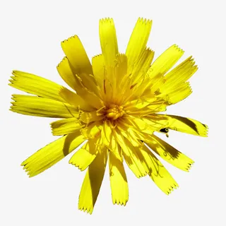 黄色小菊花免抠