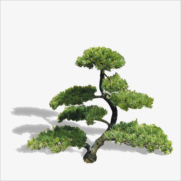 迎客松免抠