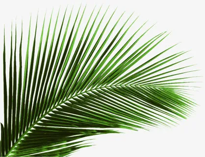 绿色植物芭蕉叶树叶免抠 绿色植物芭蕉叶树叶免抠