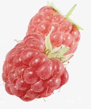 莓果素材免抠