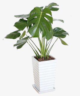 净化环境的植物免抠 净化环境的植物免抠