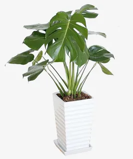 净化环境的植物免抠 净化环境的植物免抠