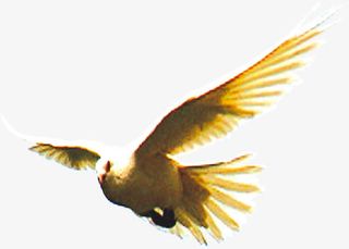 大雁展翅高鹏展翅免抠