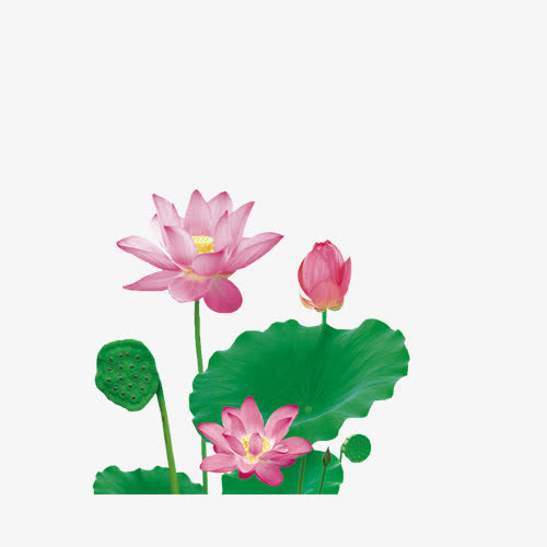 荷叶免抠