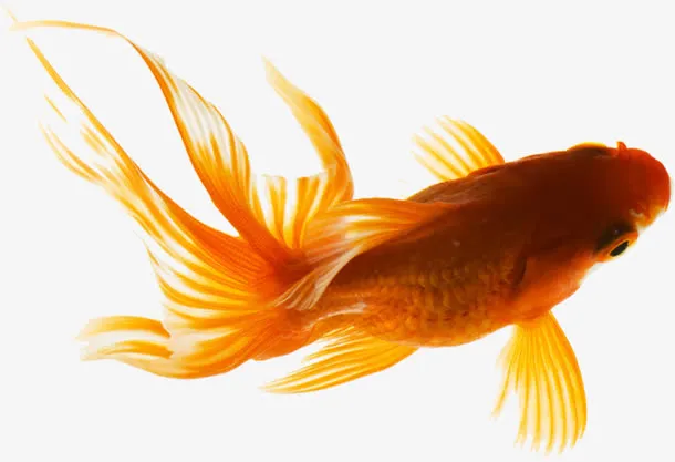 手绘黄色复古金鱼装饰免抠