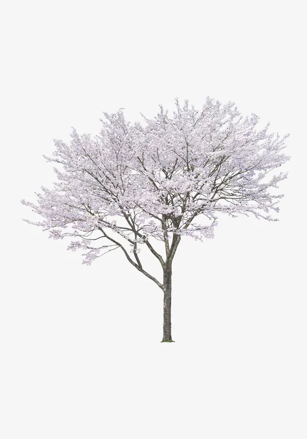 繁花似锦免抠