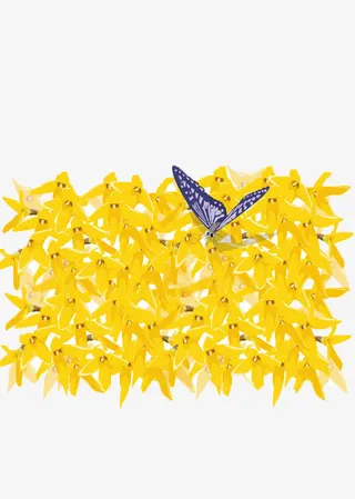 一地芝麻花免抠