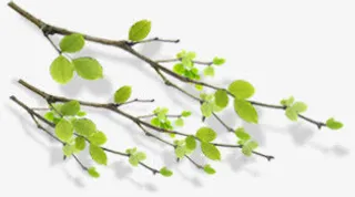 绿色树枝清新风景免抠