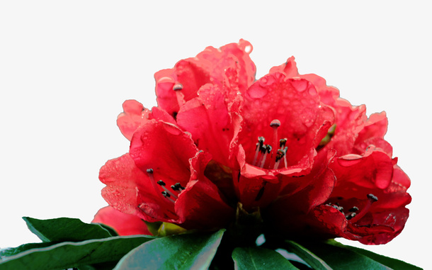 一束红色杜鹃花瓣花蕊实物免抠