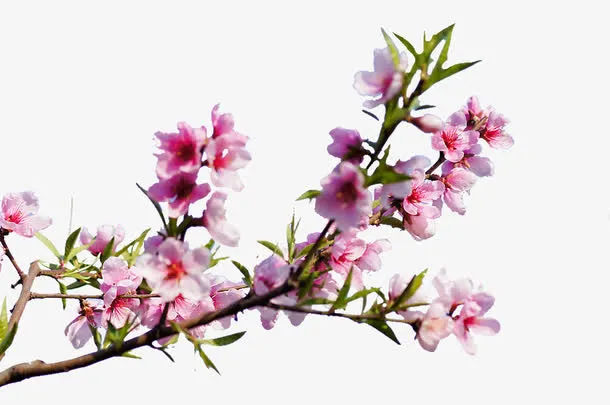 粉色桃花免抠