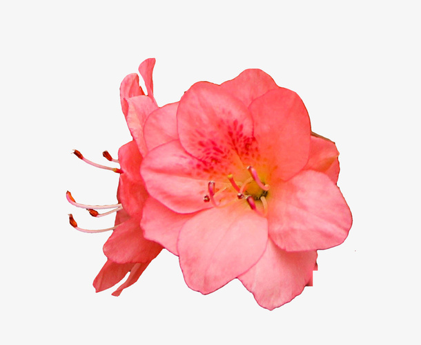 红色杜鹃花瓣花蕊实物免抠