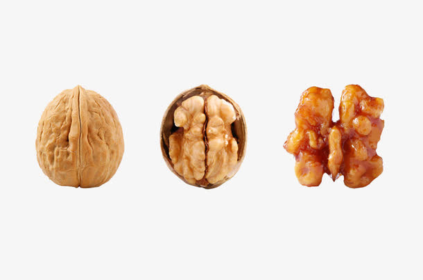 核桃仁解剖图免抠