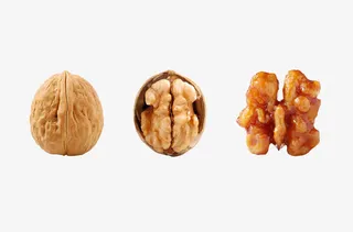 核桃仁解剖图免抠