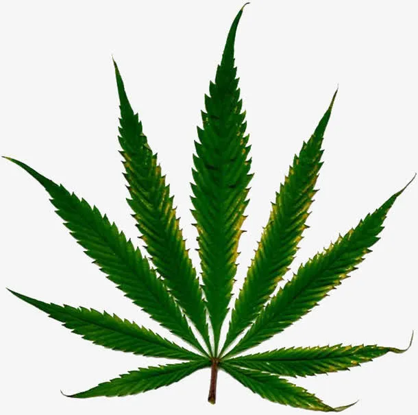一片树叶免抠