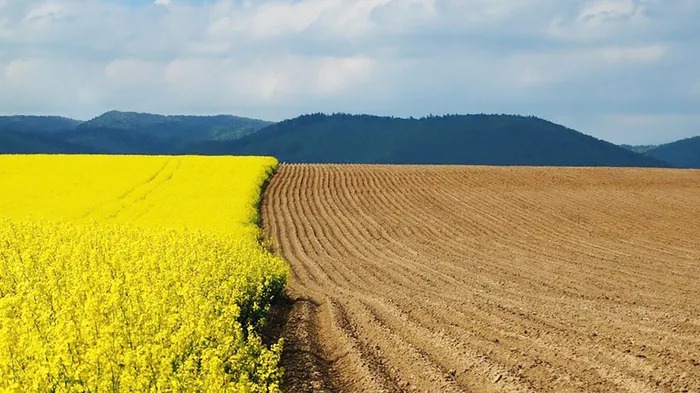 油菜地风景简约风高清