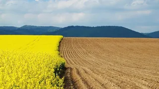 油菜地风景简约风高清