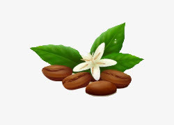卡通手绘绿色白花咖啡豆免抠