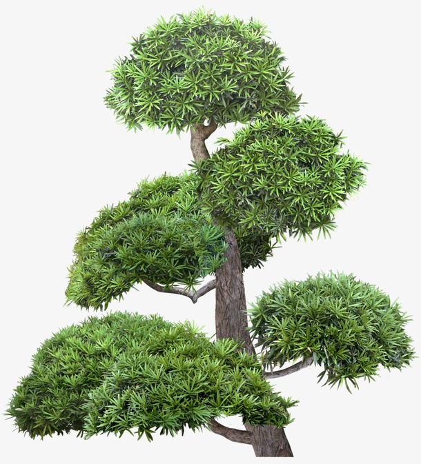 绿色  植物   免抠PNG免抠
