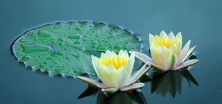 莲花背景图高清