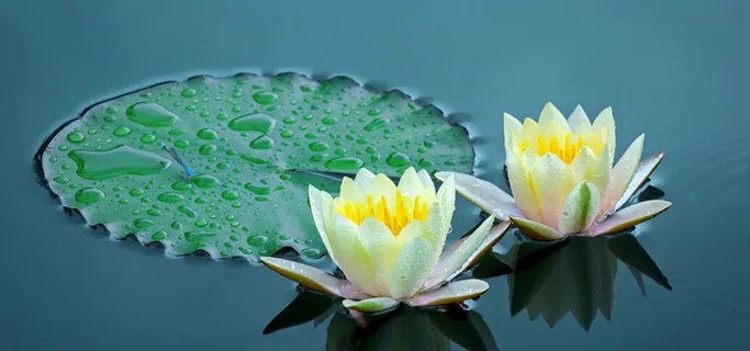 莲花背景图高清 莲花背景图高清