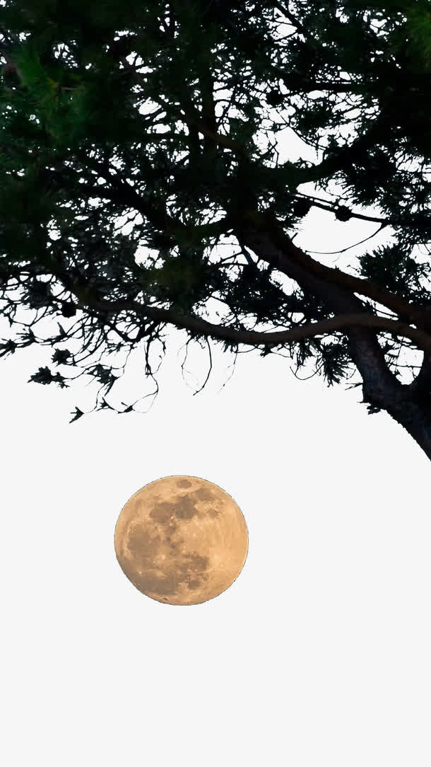 树下的圆月免抠
