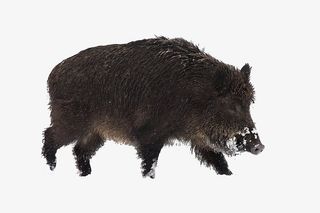 实物雪地中的黑野猪免抠