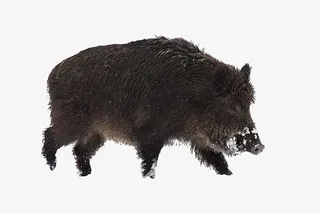 实物雪地中的黑野猪免抠