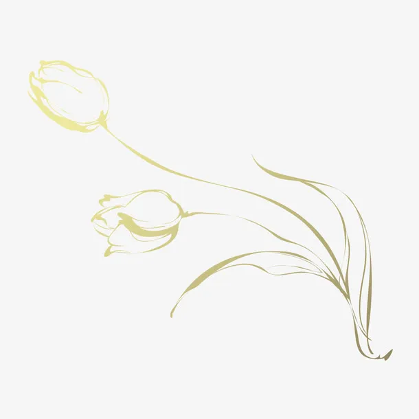 手绘郁金香免抠