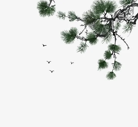 松枝实物免抠