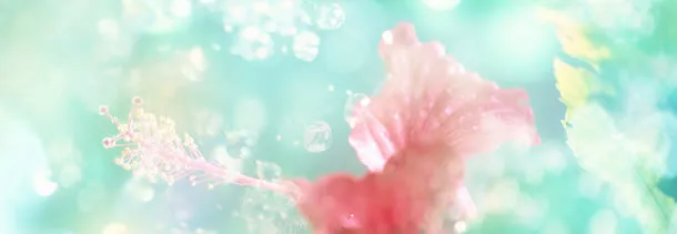 唯美花瓣banner背景
