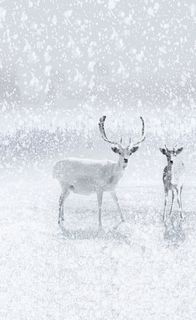 圣诞节白色鹿飞雪促销海报高清