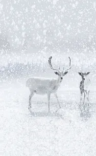 圣诞节白色鹿飞雪促销海报高清