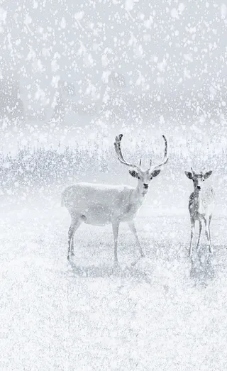 圣诞节白色鹿飞雪促销海报高清