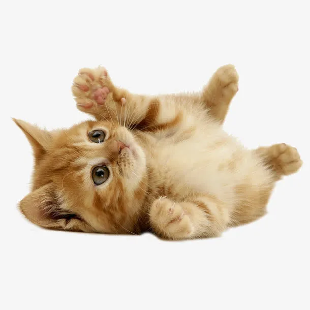 可爱小猫咪免抠