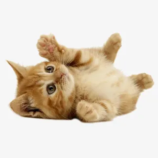 可爱小猫咪免抠 可爱小猫咪免抠