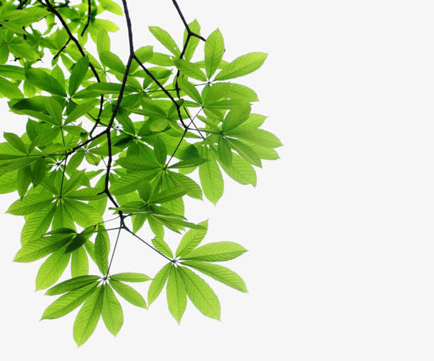 绿色叶子 树枝免抠漂浮叶子元素